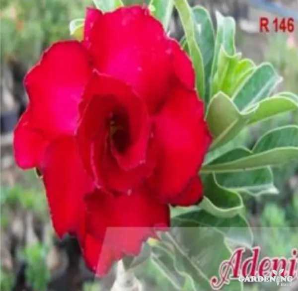 Grafted Adenium Obesum R146