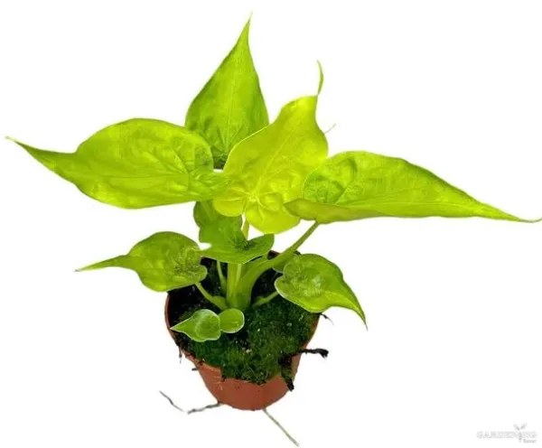 Cuculata Gold (Aglaonema cucullata ‘Gold’)