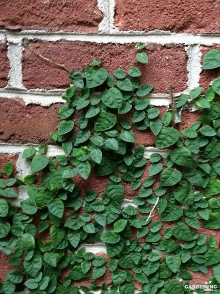 Creeping Fig / Ficus Pumila / Ivy / Chipkali Bail