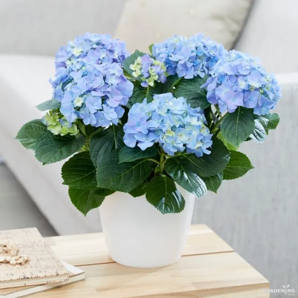 Blue Hydrangea