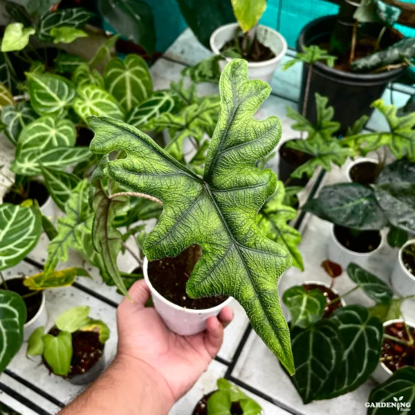 Jacklyn (Aglaonema ‘Jacklyn’)