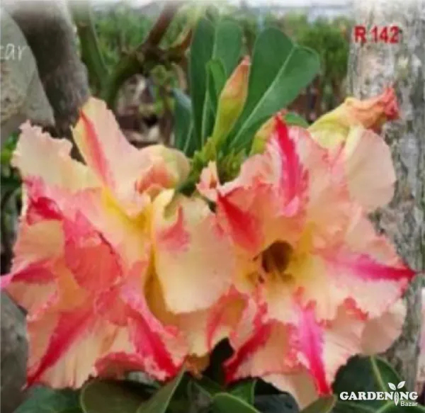 Grafted Adenium Obesum R142