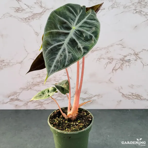 Alocasia Pink Dragon