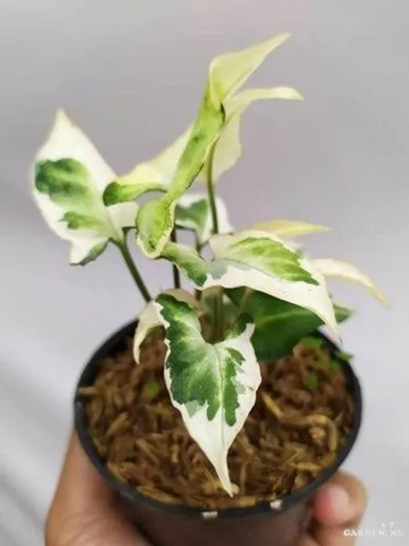 Syngonium Starlite Rare