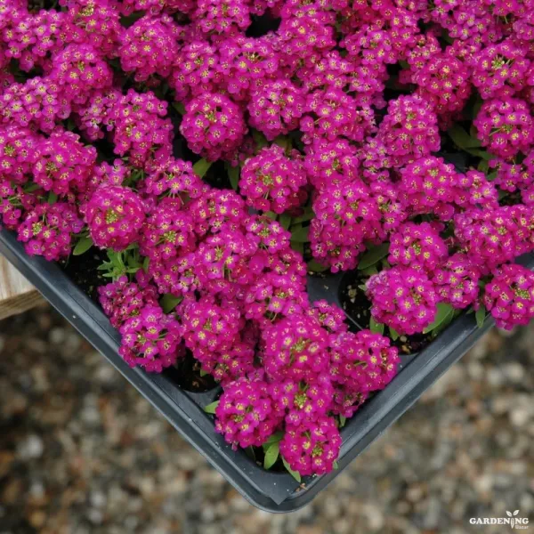 Alyssum Easter Bonnet Deep Pink Qty(10)