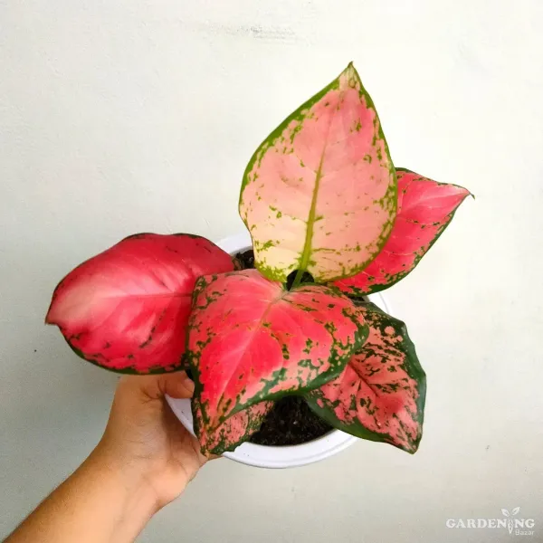 Aglaonema Diamond Red