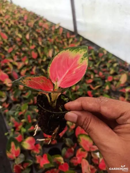 Thailand Red Aglonima