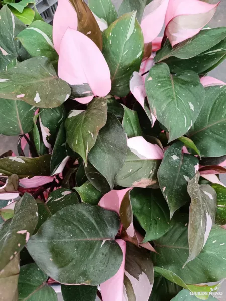 Pink Princess Philodendron Large