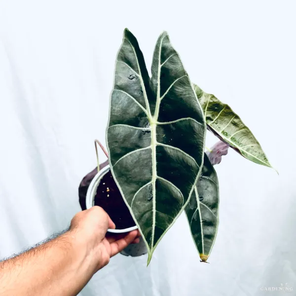 Grandis (Aglaonema grandis)