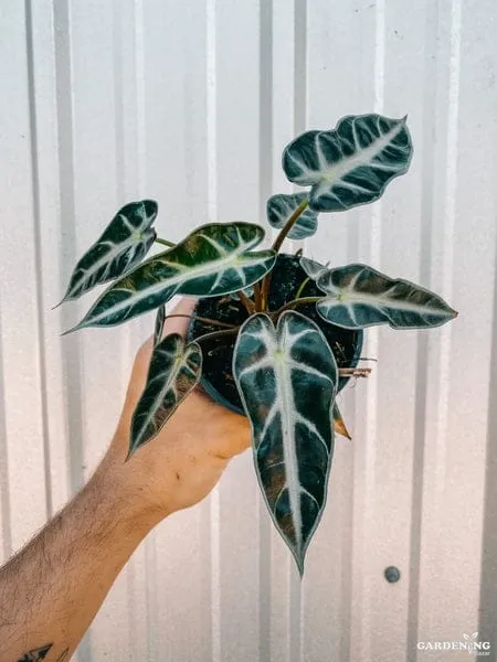 Bambino Plant (Ficus lyrata ‘Bambino’)