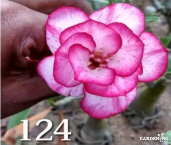 Grafted Adenium Obesum R124