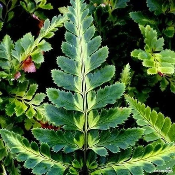 Variegated Holly Fern