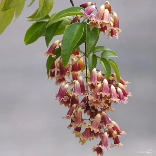 Wonga wonga creeper (Pandorea pandorana)