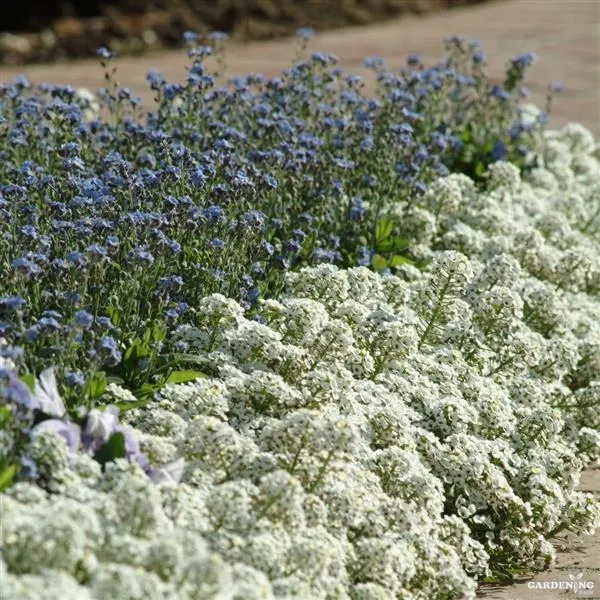 Alyssum Clear Crystals White Qty(10)