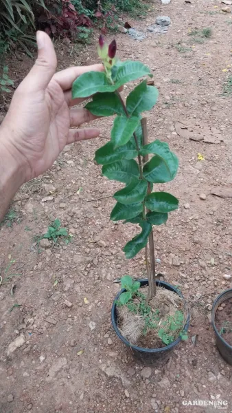 Allamanda Red