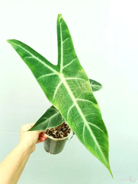 Longiloba (Aglaonema longiloba)