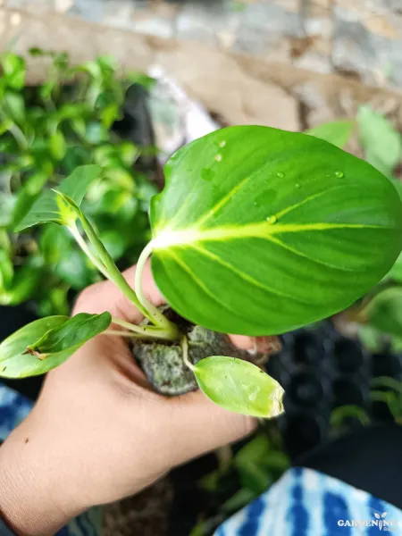 Homalomena lindenii