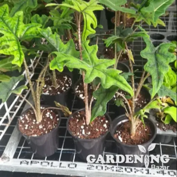 Alocasia Jacklyn