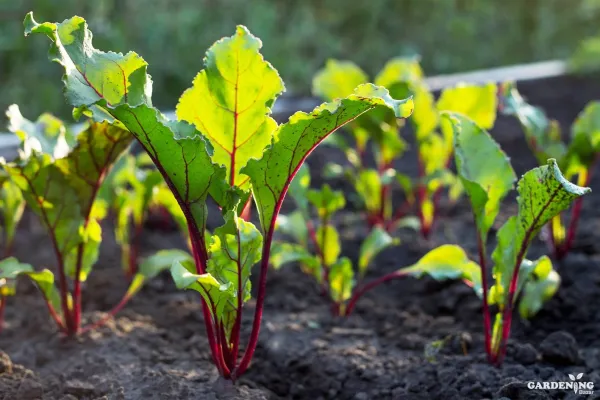 Beetroot Seeds Qty (30-50)