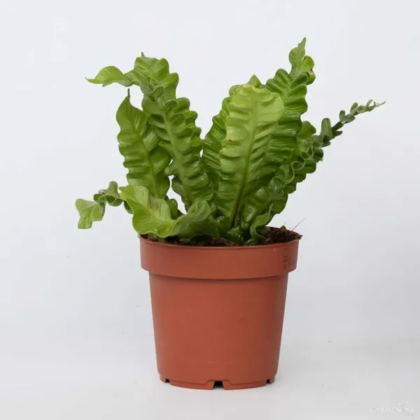 Asplenium crispy wave