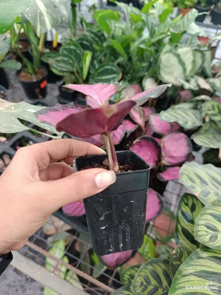 Calathea Roseopicta