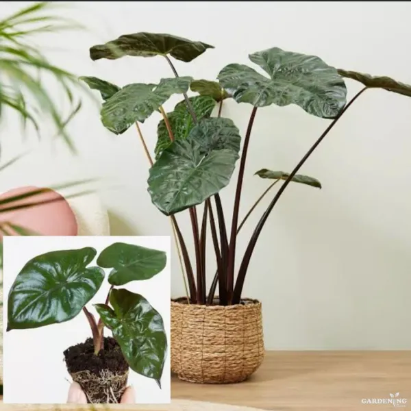 Alocasia Yucatan