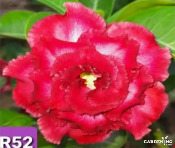 Grafted Adenium Obesum R52