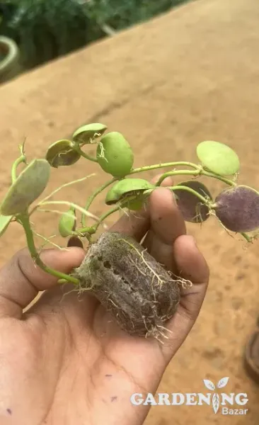 Dischidia Imbricata