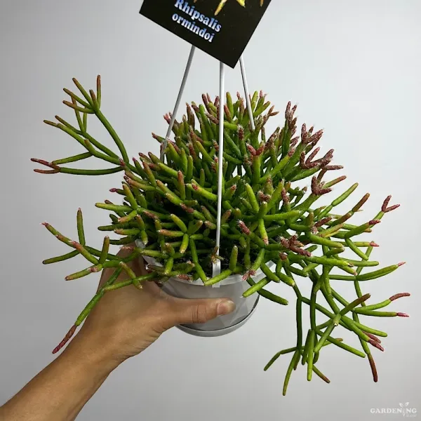 Rhipsalis ormindoi, Hanging Coral Cactus, Rhipsalis Ceresucula Plant