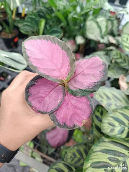 Calathea Roseopicta