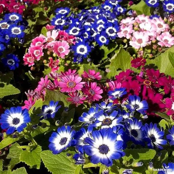 Premium Winter Flower Seeds Combo [Cineraria(10), Gazania(10), Petunia(10) & Marigold(5)]