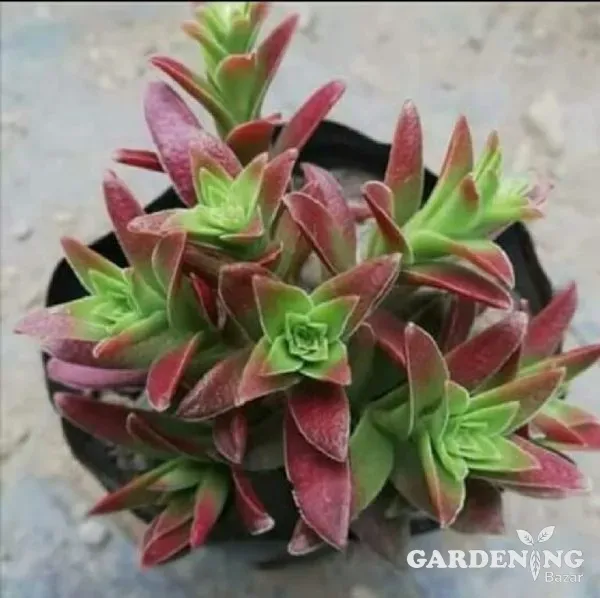 Mini Succulent combo of 12 Plants (Tradescantia, Ogre Ear, String Of Banana, Crassula David, Aeonium Decorum, Crassula Aborescens, Baby Sun Rose, Laxmi Kamal, English Ivy, String Of Pearls, Zebra Haworthia,  Red Flames)