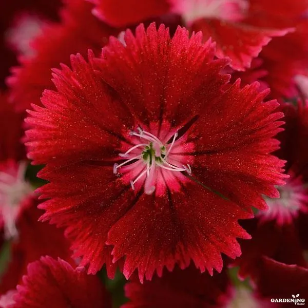 Dianthus Floral Lace Mix Qty(10)