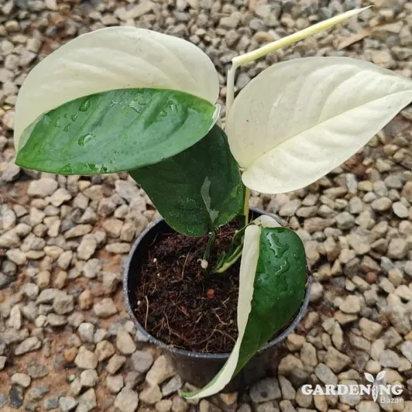 Monstera Adansonii Laniata verigated