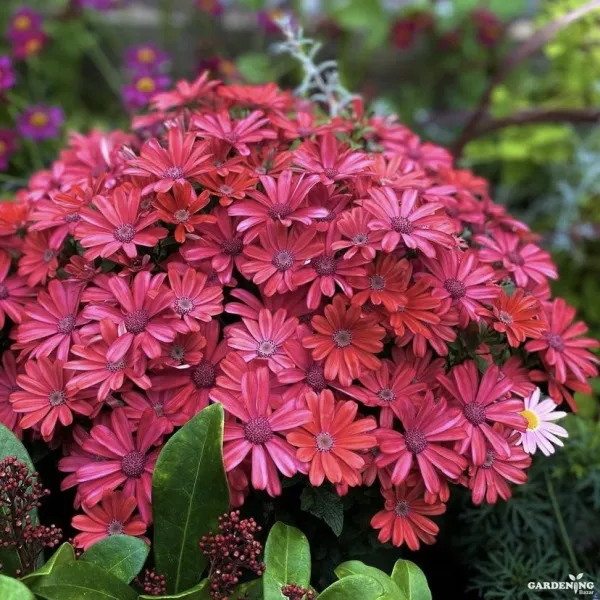 Premium Winter Flower Seeds Combo [Cineraria Early Perfection Mix(10), Gazania F1 Kiss Mix(10), Petunia Tritunia Star Mix(10), Marigold Taishan Mix(10)]