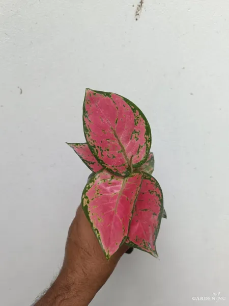 Red Beauty Aglaonema