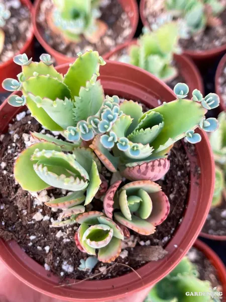 Mini Succulent combo of 9 Plants (Red campfire , Crassula arborescens , Ogre ear , String of pearls, Echeveria Blue Bird, English ivy, Crassula muscosa, Devil’s backbone , Lakshmi kamal)