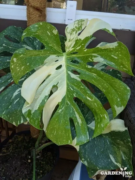 Thai constellation seedlings
