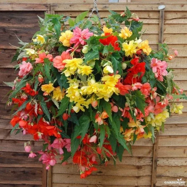 Premium Winter Flower Seeds Combo [Begonia Thy Illumination Mix(10), Clear Crystals(10), Easter Bonnet(10) & Wonderland Blue(10)]