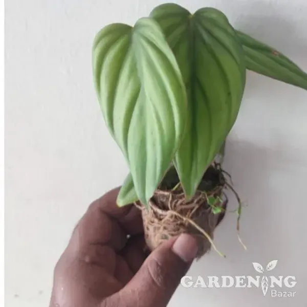 Philodendron SP Colombia (small)