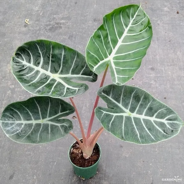 Pink Dragon Plant (Aglaonema ‘Pink Dragon’)