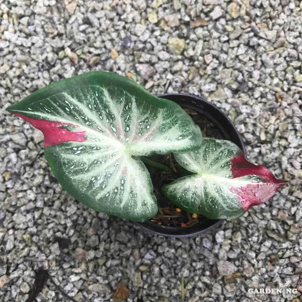 Caladium Shycool