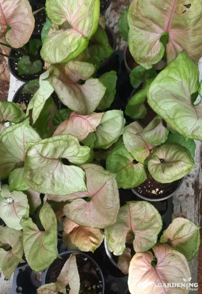 Syngonium Strawberry Ice Galaxy