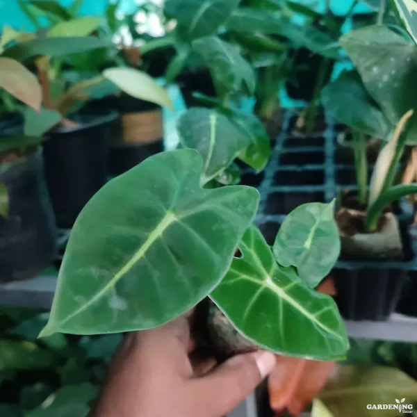 Alocasia Frydek