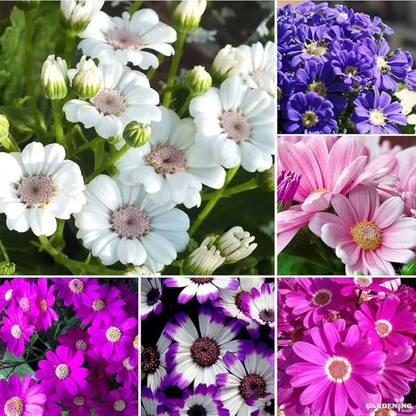 Cineraria Early Perfection Mix Qty(10)