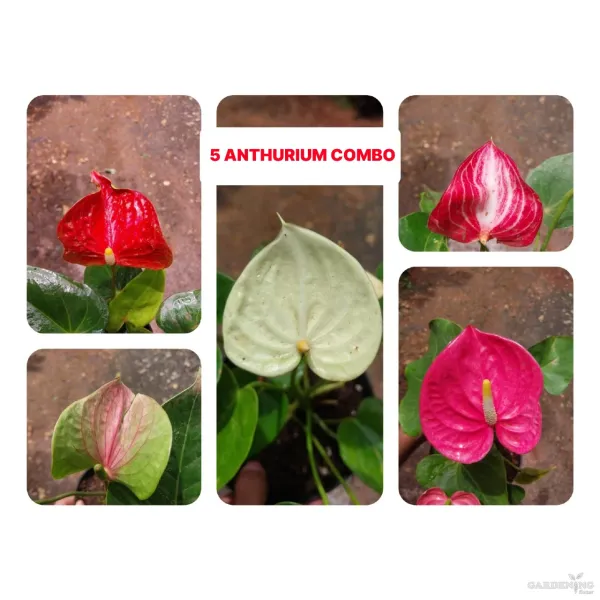 Anthuriums Combo of 5