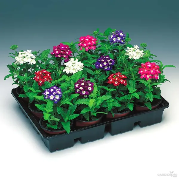 Premium Winter Flower Seeds Combo [A.Marigold White Gold(10), Mesembryathemum Icy Mix (Ice Plant)(10), Verbena Obsession Formula Mix(10), Bellis Tasso Mix(10)]