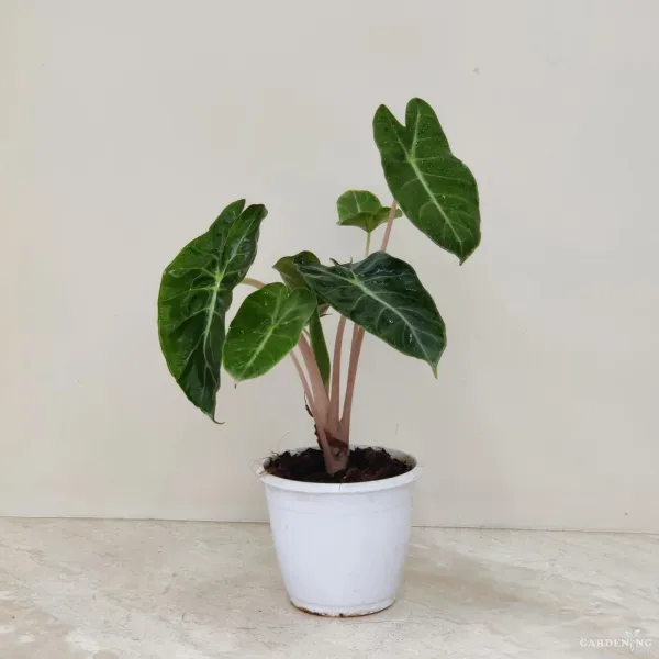 Premium Indoor Plants Combo (Pink Dragon, Melo, Grandis)