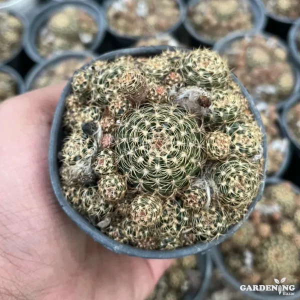 Mini Cacti Combo Of 9 Plants (Mammillaria Zeilmanniana, Echinopsis Chamaecereus, Sulcorebutia, Echinopsis Tubiflora, Fairy Castle, White Bunny Ear,  Mammillaria Elongata, Mammillaria Prolifera, Red Bunny Ear)