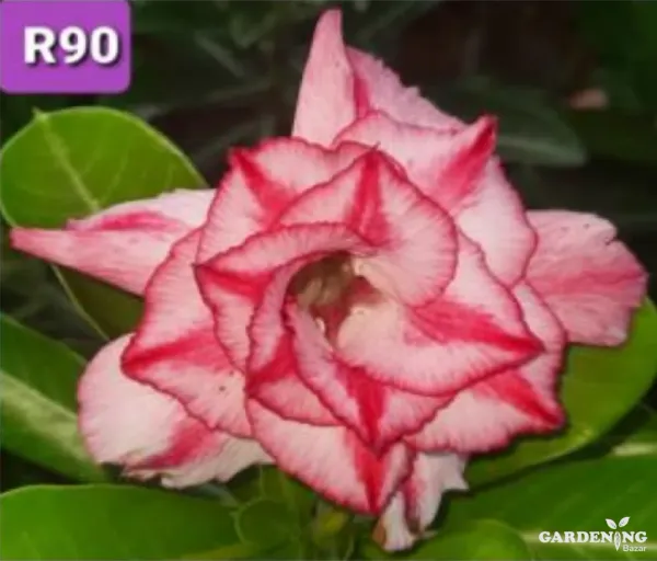 Grafted Adenium Obesum R90